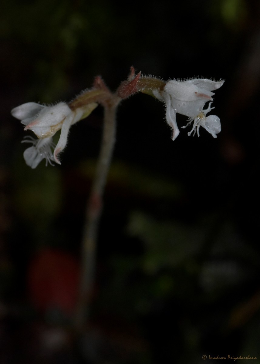 Anoectochilus elatus Lindl.